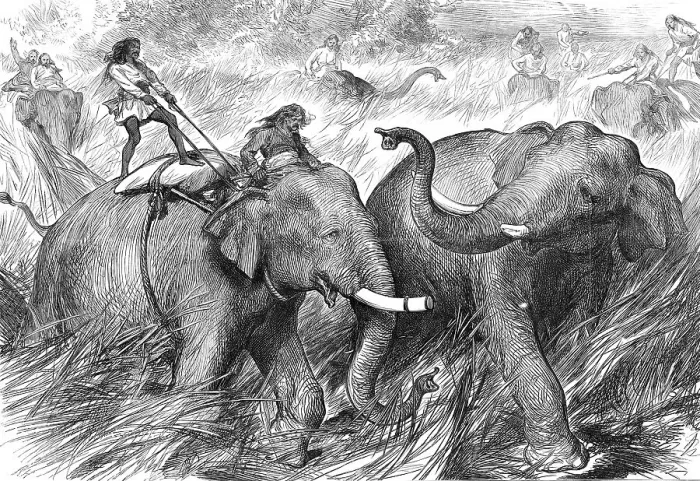 Framed Print : Tame Elephants hunting a Wild Elephant, from a sketch by one of our special artists in India, 1876. Creator: Unknown Framed Print : Tame Elephants hunting a Wild Elephant, from a sketch by one of our special artists in India, 1876. Creator: Unknown