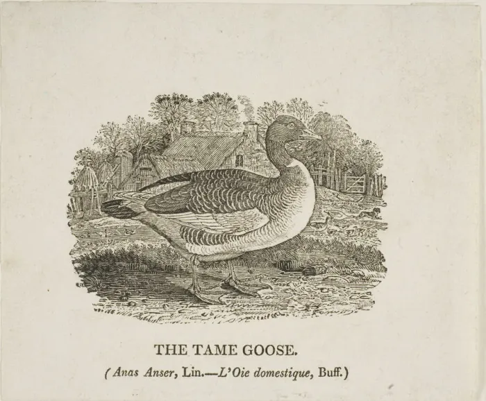 Framed Print : Tame Goose, n. d. Creator: Thomas Bewick Framed Print : Tame Goose, n. d. Creator: Thomas Bewick