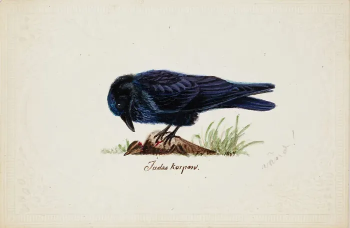 Framed Print : Tame Raven Judas, 1834. Creator: Ferdinand von Wright Framed Print : Tame Raven Judas, 1834. Creator: Ferdinand von Wright