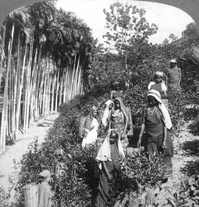 Framed Print : Tamil women picking tea on Sir Thomas Liptons estate, Polgahawela, Sri Lanka, 1903. Artist: Underwood & Underwood Framed Print : Tamil women picking tea on Sir Thomas Liptons estate, Polgahawela, Sri Lanka, 1903. Artist: Underwood & Underwood