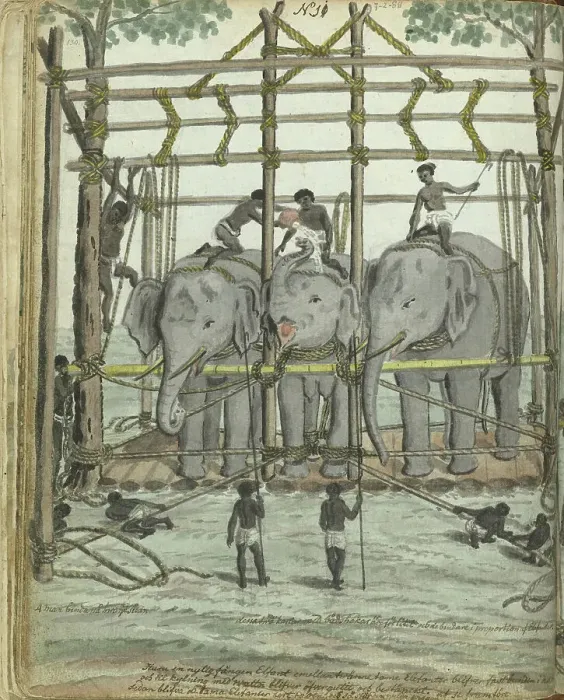 Framed Print : Taming an elephant, 1785. Creator: Jan Brandes Framed Print : Taming an elephant, 1785. Creator: Jan Brandes
