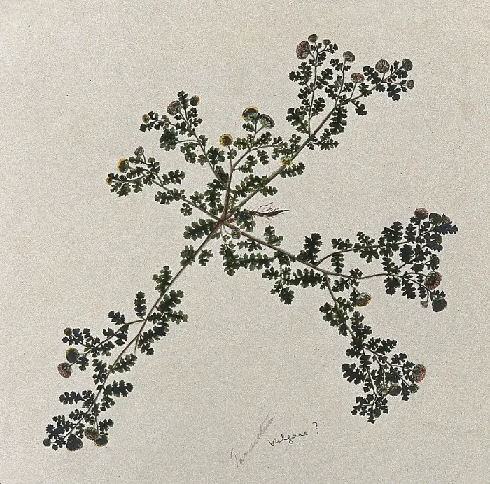 Framed Print : Tansy (Tanacetum vulgare): entire flowering plant. Creator: Unknown Framed Print : Tansy (Tanacetum vulgare): entire flowering plant. Creator: Unknown