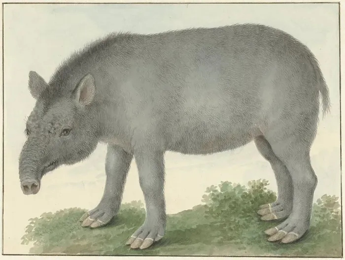Framed Print : Tapir, 1825. Creator: Izaak van Haastert Framed Print : Tapir, 1825. Creator: Izaak van Haastert