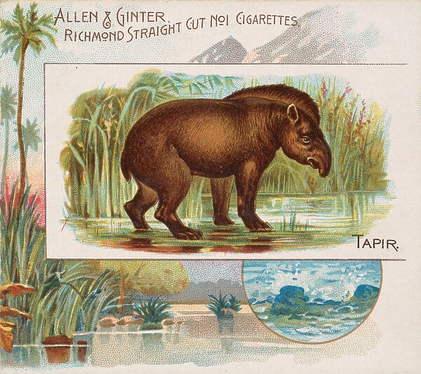 Tapir, from Quadrupeds series (N41) for Allen & Ginter Cigarettes, 1890