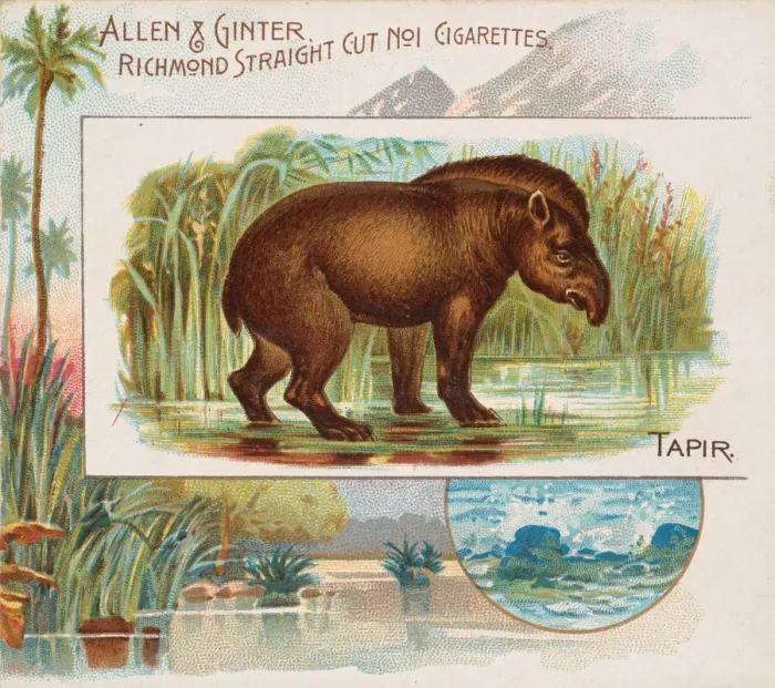Framed Print : Tapir, from Quadrupeds series (N41) for Allen & Ginter Cigarettes, 1890 Framed Print : Tapir, from Quadrupeds series (N41) for Allen & Ginter Cigarettes, 1890
