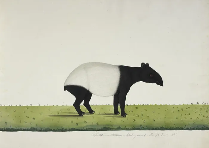 Framed Print : The tapir sent from Bengkulu to Calcutta in 1816, 1818-20. Creator: Anon Framed Print : The tapir sent from Bengkulu to Calcutta in 1816, 1818-20. Creator: Anon
