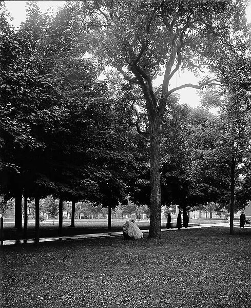 Tappan Oak, University of Michigan, between 1900 and 1905. Creator: Unknown