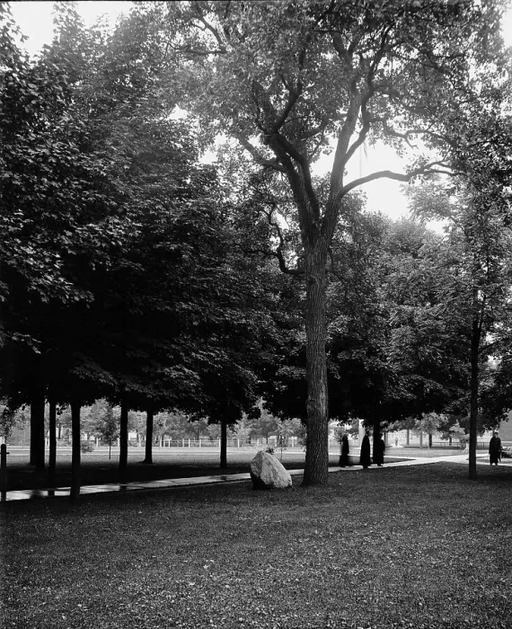 Framed Print : Tappan Oak, University of Michigan, between 1900 and 1905. Creator: Unknown Framed Print : Tappan Oak, University of Michigan, between 1900 and 1905. Creator: Unknown