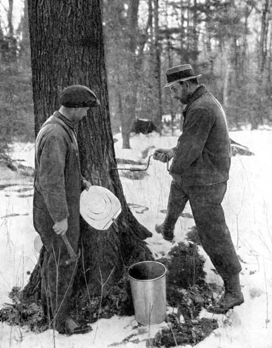 Framed Print : Tapping for maple syrup, Canada, 1936. Artist: Canadian Government Framed Print : Tapping for maple syrup, Canada, 1936. Artist: Canadian Government