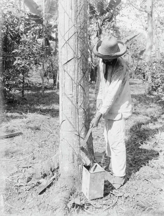 Framed Print : Tapping Rubber Tree with machete (Old Way), between c1915 and c1920. Creator: Bain News Service Framed Print : Tapping Rubber Tree with machete (Old Way), between c1915 and c1920. Creator: Bain News Service