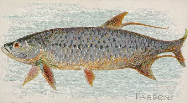 Tarpon, from the Fish from American Waters series (N8) for Allen &