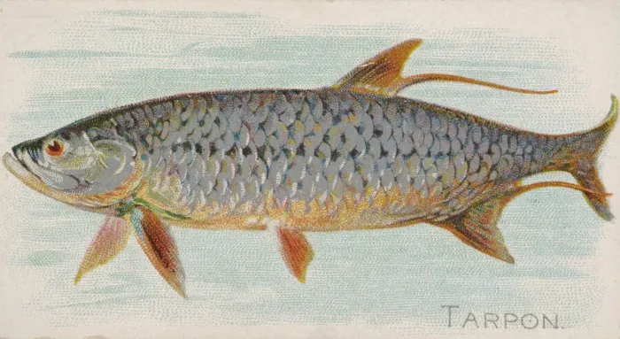 Framed Print : Tarpon, from the Fish from American Waters series (N8) for Allen & Framed Print : Tarpon, from the Fish from American Waters series (N8) for Allen &
