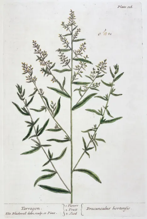 Framed Print : Tarragon, 1782. Artist: Elizabeth Blackwell Framed Print : Tarragon, 1782. Artist: Elizabeth Blackwell