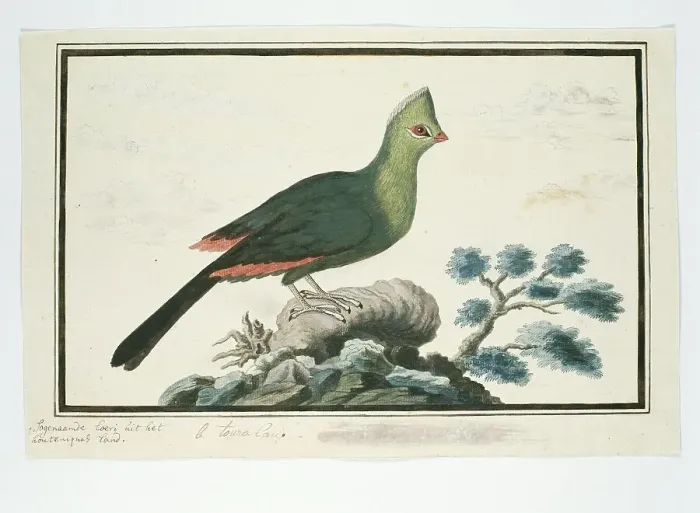 Framed Print : Tauraco corythaix (Knysna Turaco or Knysna Lourie), 1777-1786. Creator: Robert Jacob Gordon Framed Print : Tauraco corythaix (Knysna Turaco or Knysna Lourie), 1777-1786. Creator: Robert Jacob Gordon