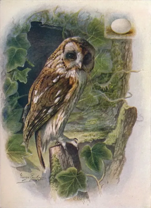 Framed Print : Tawny or Brown Owl - Syrn ium alu co, c1910, (1910). Artist: George James Rankin Framed Print : Tawny or Brown Owl - Syrn ium alu co, c1910, (1910). Artist: George James Rankin