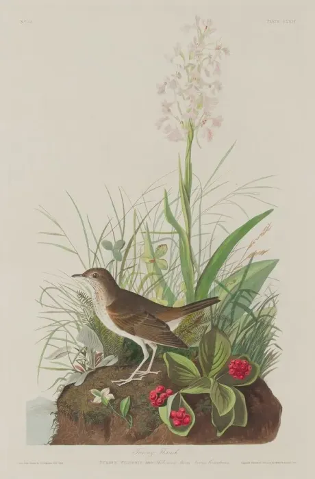 Framed Print : Tawny Thrush, 1833. Creator: Robert Havell Framed Print : Tawny Thrush, 1833. Creator: Robert Havell