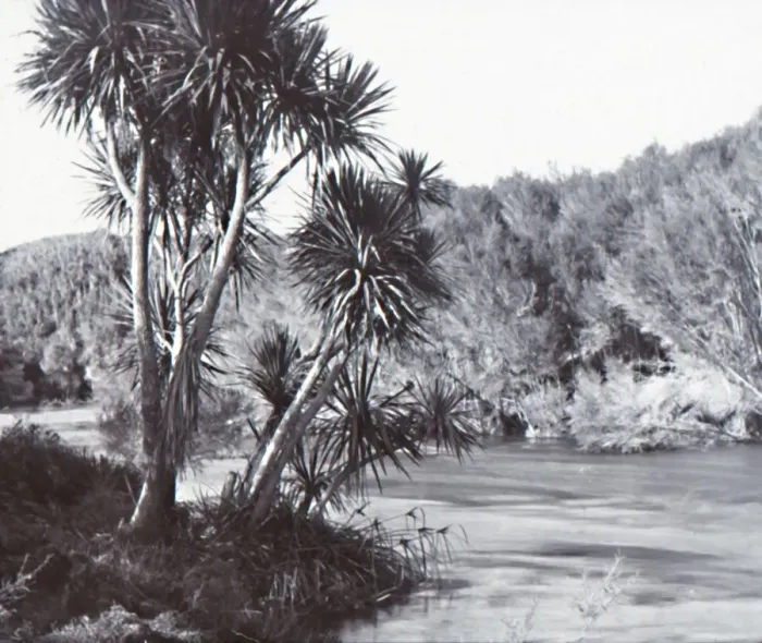 Framed Print : Te Waihou River, Okoroire, late 19th-early 20th century. Creator: Unknown Framed Print : Te Waihou River, Okoroire, late 19th-early 20th century. Creator: Unknown