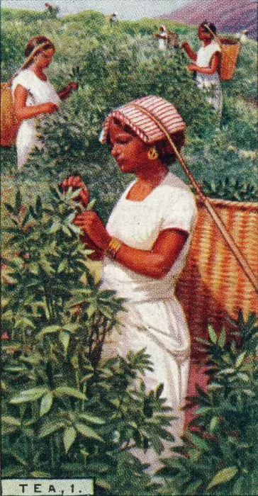 Framed Print : Tea, 1. - Plucking the Leaves, Ceylon, 1928 Framed Print : Tea, 1. - Plucking the Leaves, Ceylon, 1928