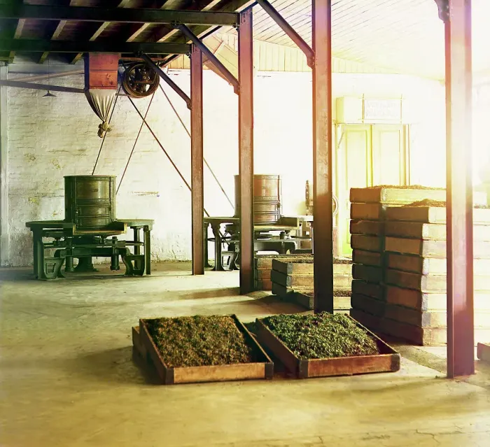 Framed Print : Tea factory in Chakva; tubs and baskets with fragrant tea, between 1905 and 1915. Creator: Sergey Mikhaylovich Prokudin-Gorsky Framed Print : Tea factory in Chakva; tubs and baskets with fragrant tea, between 1905 and 1915. Creator: Sergey Mikhaylovich Prokudin-Gorsky