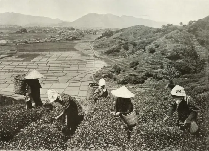 Framed Print : Tea on the Hills and Rice on the Plains, 1910. Creator: Herbert Ponting Framed Print : Tea on the Hills and Rice on the Plains, 1910. Creator: Herbert Ponting