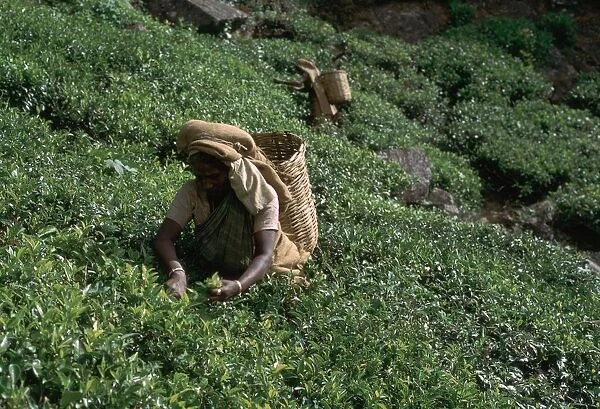 Tea-pickers in Sri Lanka. Artist: CM Dixon