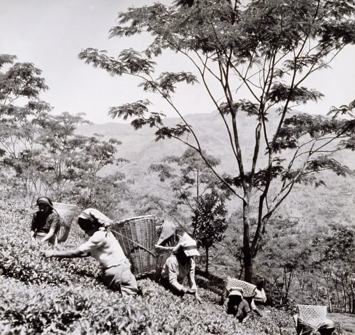 Framed Print : Tea pickers, Tista Valley Tea Gardens, Darjeeling District, 1950s-60s. Creator: Unknown Framed Print : Tea pickers, Tista Valley Tea Gardens, Darjeeling District, 1950s-60s. Creator: Unknown