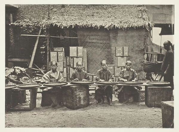 Tea-Picking in Canton, c. 1868. Creator: John Thomson