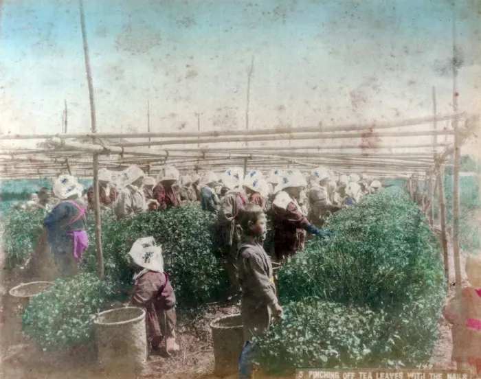 Framed Print : Tea picking, Japan Framed Print : Tea picking, Japan