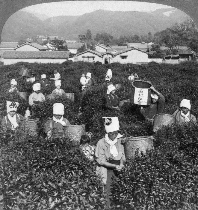 Framed Print : Tea-picking in Uji, Japan, 1904. Artist: Underwood & Underwood