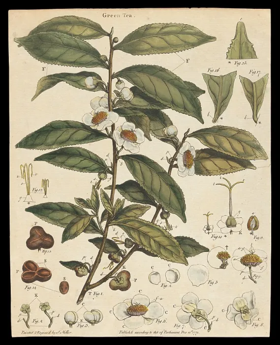 Framed Print : Tea plant (Camellia sinensis): flowering stem. Creator: Unknown Framed Print : Tea plant (Camellia sinensis): flowering stem. Creator: Unknown