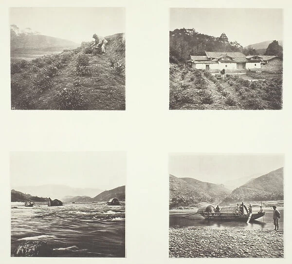 The Tea Plant; The Tea Plant; Yenping Rapids; A Small Rapid Boat, c. 1868