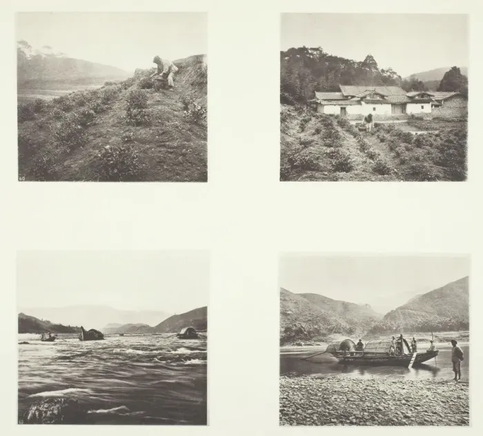 Framed Print : The Tea Plant; The Tea Plant; Yenping Rapids; A Small Rapid Boat, c. 1868 Framed Print : The Tea Plant; The Tea Plant; Yenping Rapids; A Small Rapid Boat, c. 1868