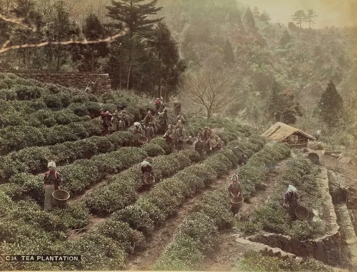 Framed Print : Tea Plantation, 1870s-1890s. Creator: Kusakabe Kimbei Framed Print : Tea Plantation, 1870s-1890s. Creator: Kusakabe Kimbei