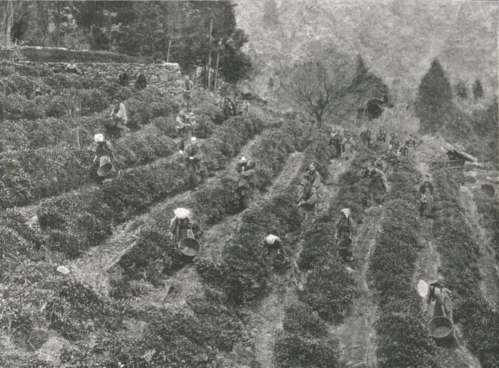 Framed Print : A tea plantation outside the town, Kobe, Japan, 1895. Creator: Unknown Framed Print : A tea plantation outside the town, Kobe, Japan, 1895. Creator: Unknown