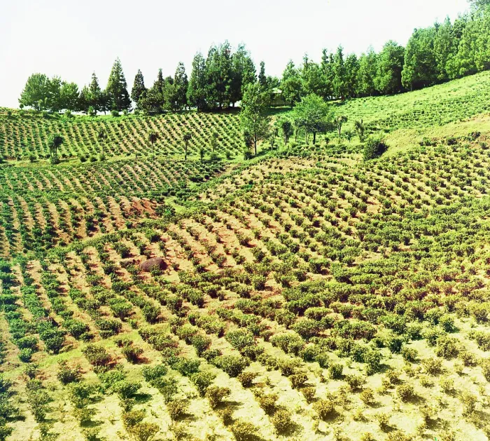 Framed Print : Tea plantations, Chakva, between 1905 and 1915. Creator: Sergey Mikhaylovich Prokudin-Gorsky Framed Print : Tea plantations, Chakva, between 1905 and 1915. Creator: Sergey Mikhaylovich Prokudin-Gorsky