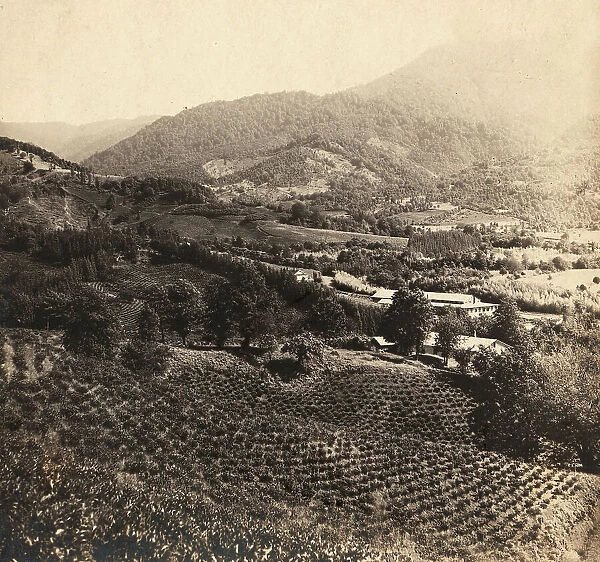 Tea plantations, Chakva, between 1905 and 1915. Creator: Sergey Mikhaylovich Prokudin-Gorsky