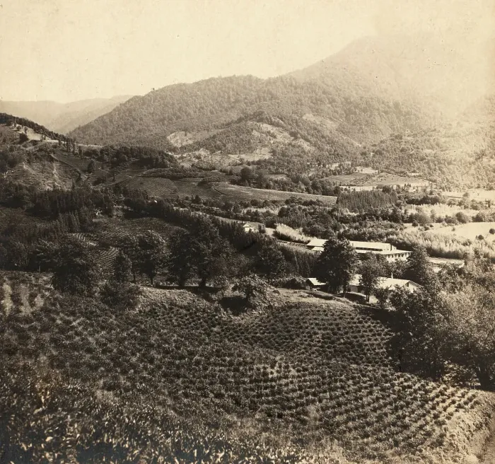 Framed Print : Tea plantations, Chakva, between 1905 and 1915. Creator: Sergey Mikhaylovich Prokudin-Gorsky Framed Print : Tea plantations, Chakva, between 1905 and 1915. Creator: Sergey Mikhaylovich Prokudin-Gorsky
