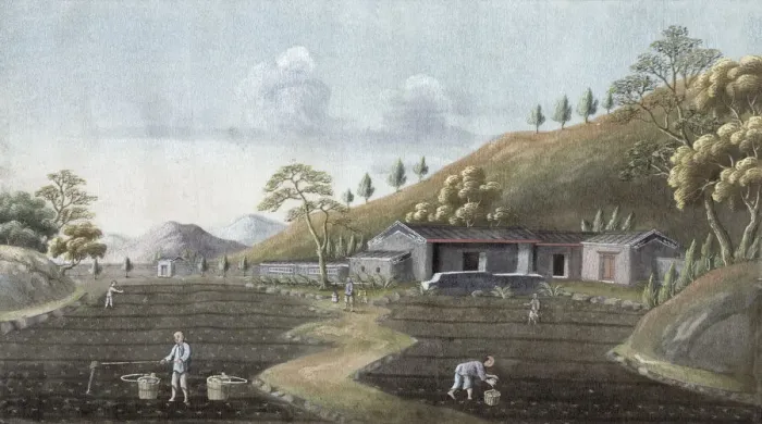 Framed Print : Tea planting, China, 19th century Framed Print : Tea planting, China, 19th century