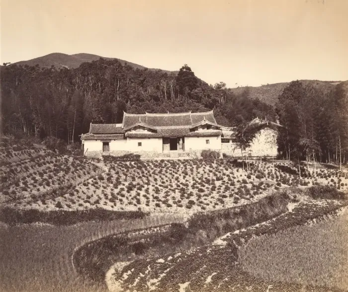 Framed Print : Teafield & Josshouse at Peling, ca. 1869. Creator: Attributed to Tung Hing Framed Print : Teafield & Josshouse at Peling, ca. 1869. Creator: Attributed to Tung Hing