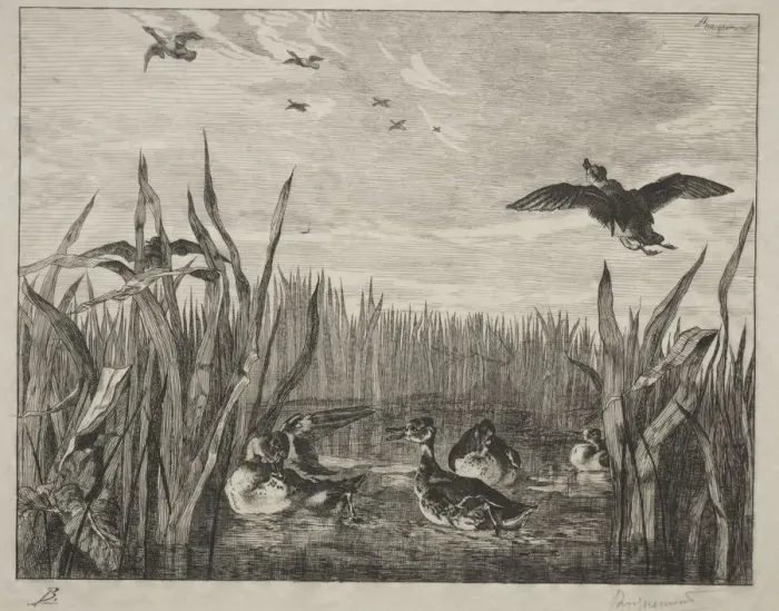 Framed Print : Teal, 1853. Creator: Felix Bracquemond (French, 1833-1914)