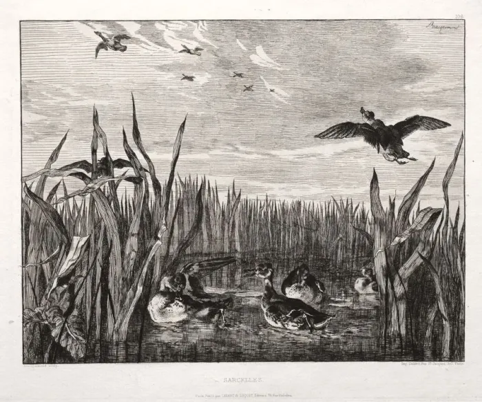 Framed Print : Teals, 1853 (printed 1864). Creator: Felix Bracquemond (French, 1833-1914); Cadart Framed Print : Teals, 1853 (printed 1864). Creator: Felix Bracquemond (French, 1833-1914); Cadart