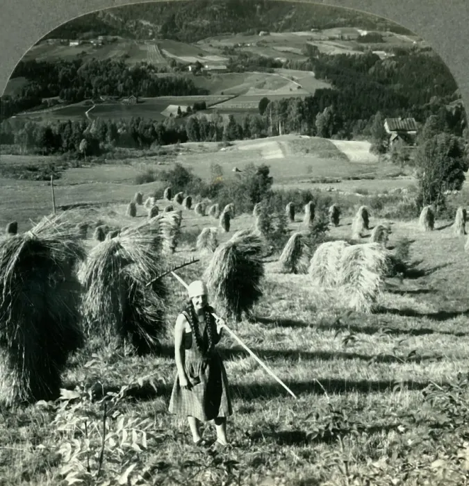 Framed Print : A Telemarken Harvest Scene near Saude, Norway, c1930s. Creator: Unknown Framed Print : A Telemarken Harvest Scene near Saude, Norway, c1930s. Creator: Unknown