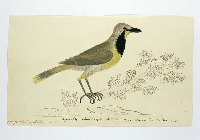 Framed Print : Telephorus zeylonus (Bokmakierie), 1778. Creator: Robert Jacob Gordon Framed Print : Telephorus zeylonus (Bokmakierie), 1778. Creator: Robert Jacob Gordon