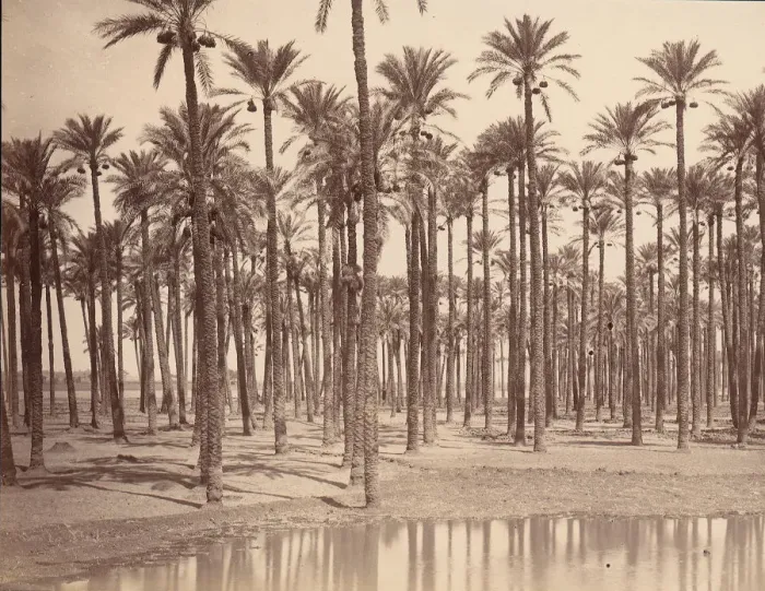 Framed Print : Temple de Cathers a Saqqarah, 1880s. Creator: Unknown Framed Print : Temple de Cathers a Saqqarah, 1880s. Creator: Unknown