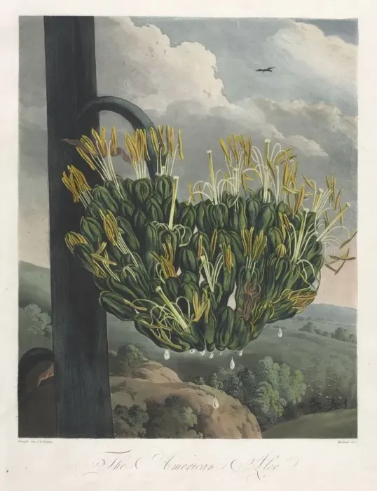 Framed Print : The Temple of Flora, or Garden of Nature: The American Aloe, 1807. Creator: Robert John Thornton Framed Print : The Temple of Flora, or Garden of Nature: The American Aloe, 1807. Creator: Robert John Thornton