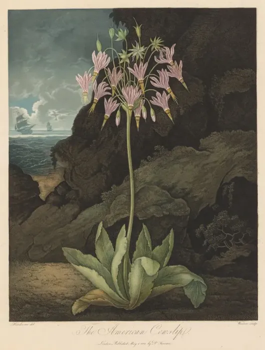 Framed Print : The Temple of Flora, or Garden of Nature: The American Cowslip, 1801 Framed Print : The Temple of Flora, or Garden of Nature: The American Cowslip, 1801