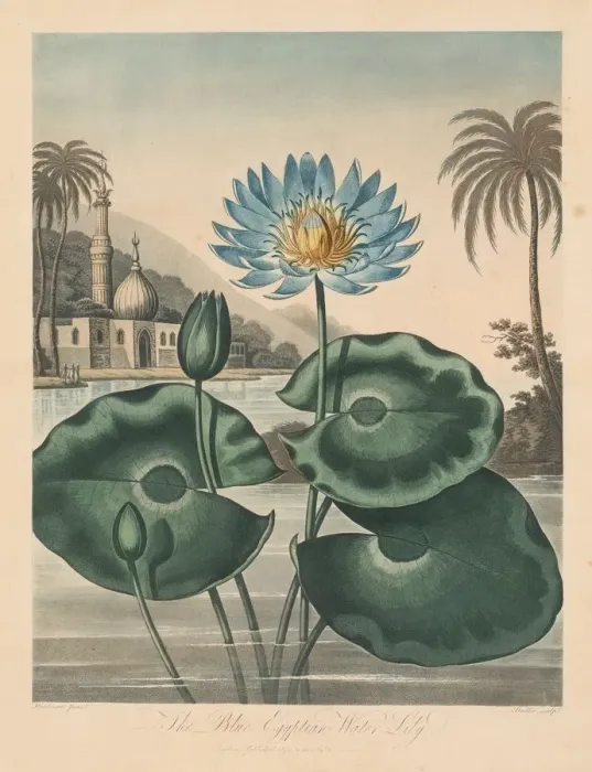 Framed Print : The Temple of Flora, or Garden of Nature: Blue Egyptian Waterlily, 1804 Framed Print : The Temple of Flora, or Garden of Nature: Blue Egyptian Waterlily, 1804