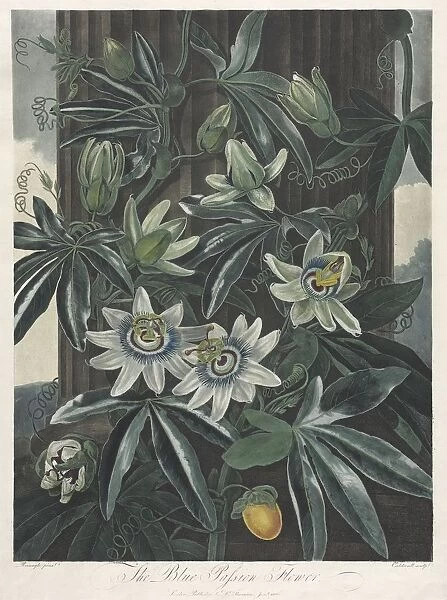 The Temple of Flora, or Garden of Nature: The Blue Passion Flower, 1800