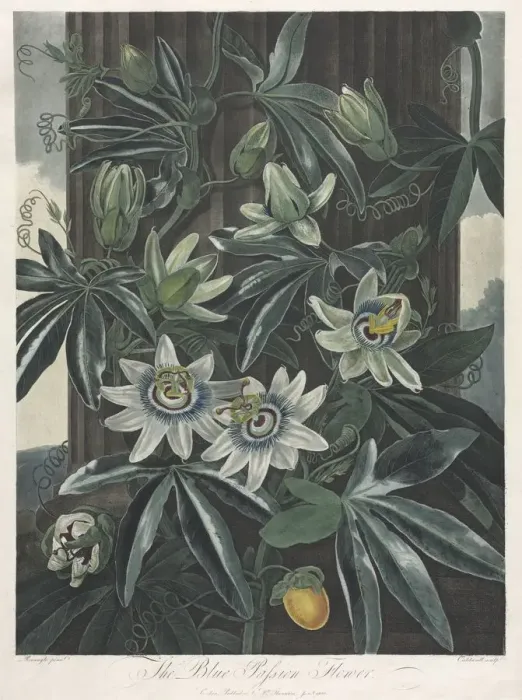 Framed Print : The Temple of Flora, or Garden of Nature: The Blue Passion Flower, 1800 Framed Print : The Temple of Flora, or Garden of Nature: The Blue Passion Flower, 1800