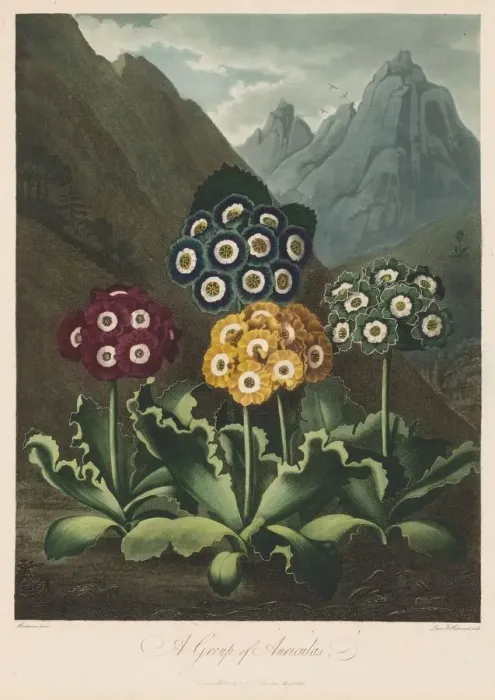 Framed Print : The Temple of Flora, or Garden of Nature: A Group of Auriculas, 1803 Framed Print : The Temple of Flora, or Garden of Nature: A Group of Auriculas, 1803